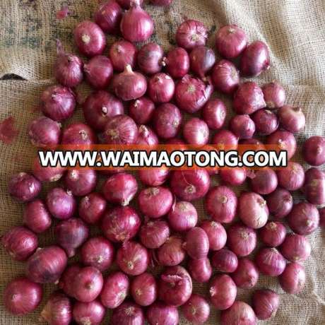 Best export quality lowest price wholesale bulk Indian nashik fresh red big onion