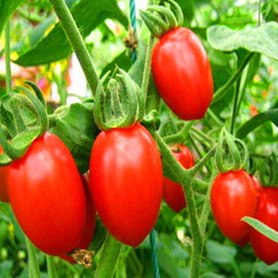 Good Quality Red Oblong Cherry Tomato Seeds with Low Price