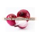 Rich Quality Fresh Red Onion Supply in Bulk