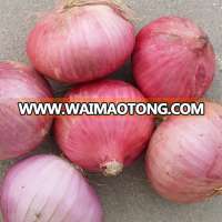 bulk cheap price fresh red onion