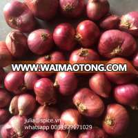 Good quality- cheap price viet nam shallot (vietnam onion) whatsapp 0084979171029 (E):julia@spice.vn